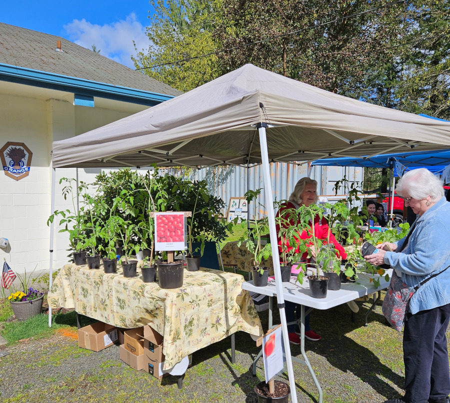 Tomato plants for sale